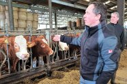 Landwirt und Kühe im Stall