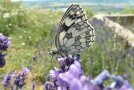 Schmetterling (Flügel mit Schachbrettmuster) auf Blüte