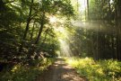 Sonnenstrahlen im Wald