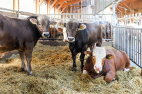 Rinder stehen und liegen auf Stroh in einem Stall